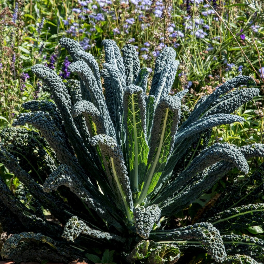 'Cavolo Nero' Black Kale Plants