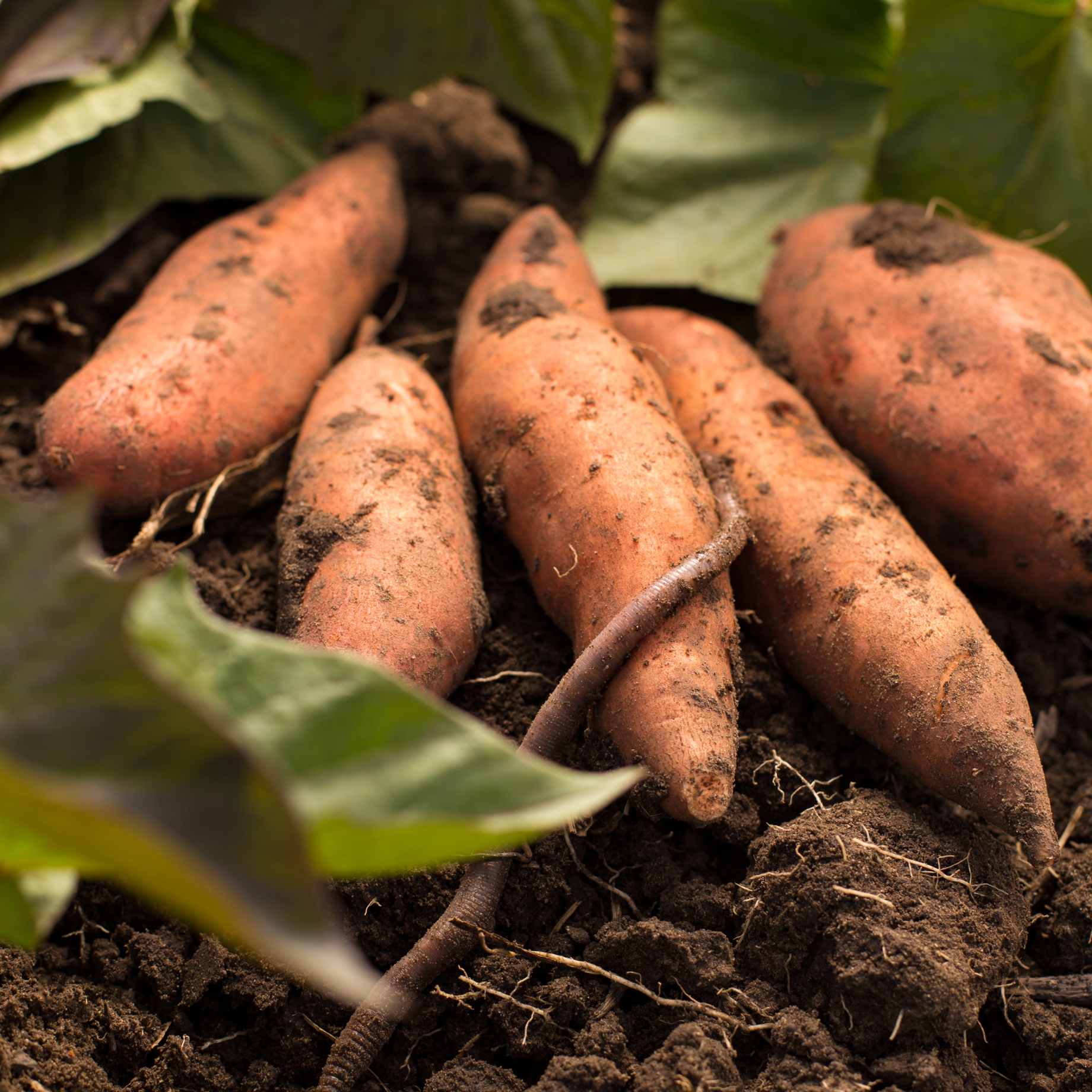 'Beauregard' Sweet Potato Plant