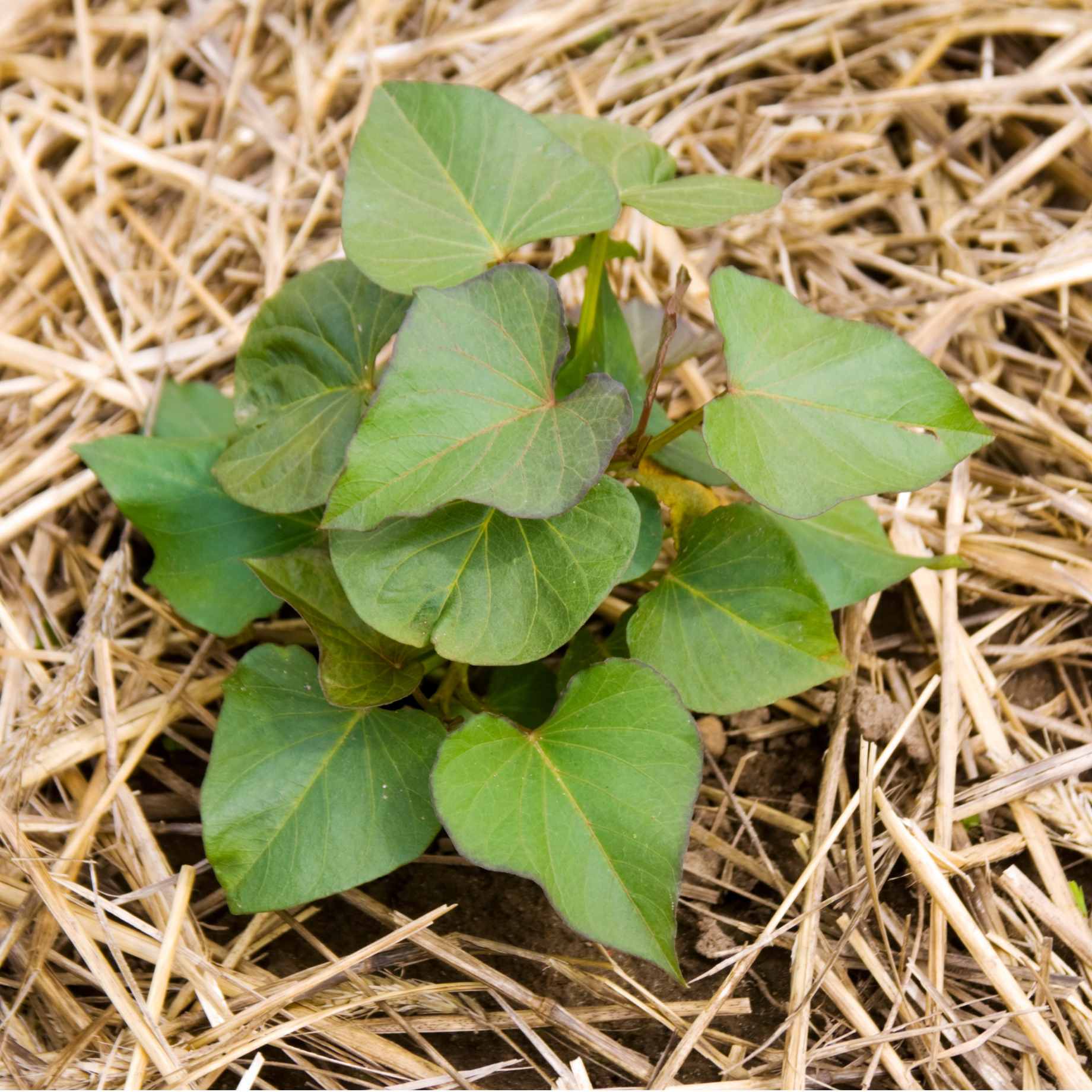 'Beauregard' Sweet Potato Plant