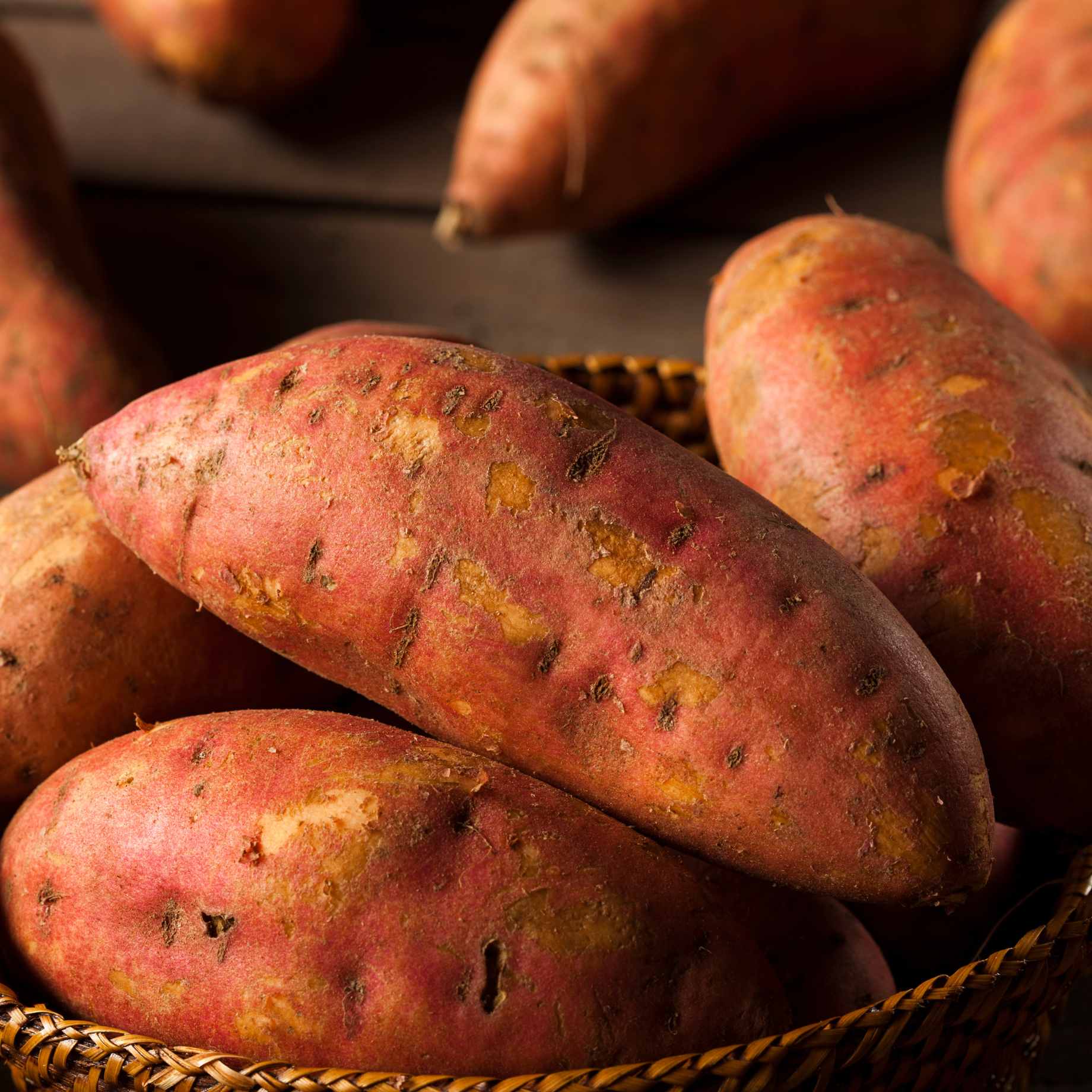 'Beauregard' Sweet Potato Plant