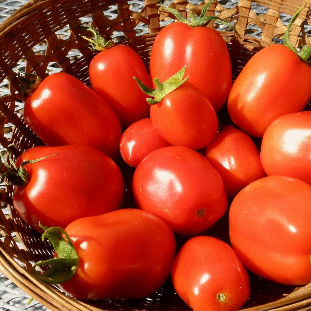 'Roma' Tomato Plant
