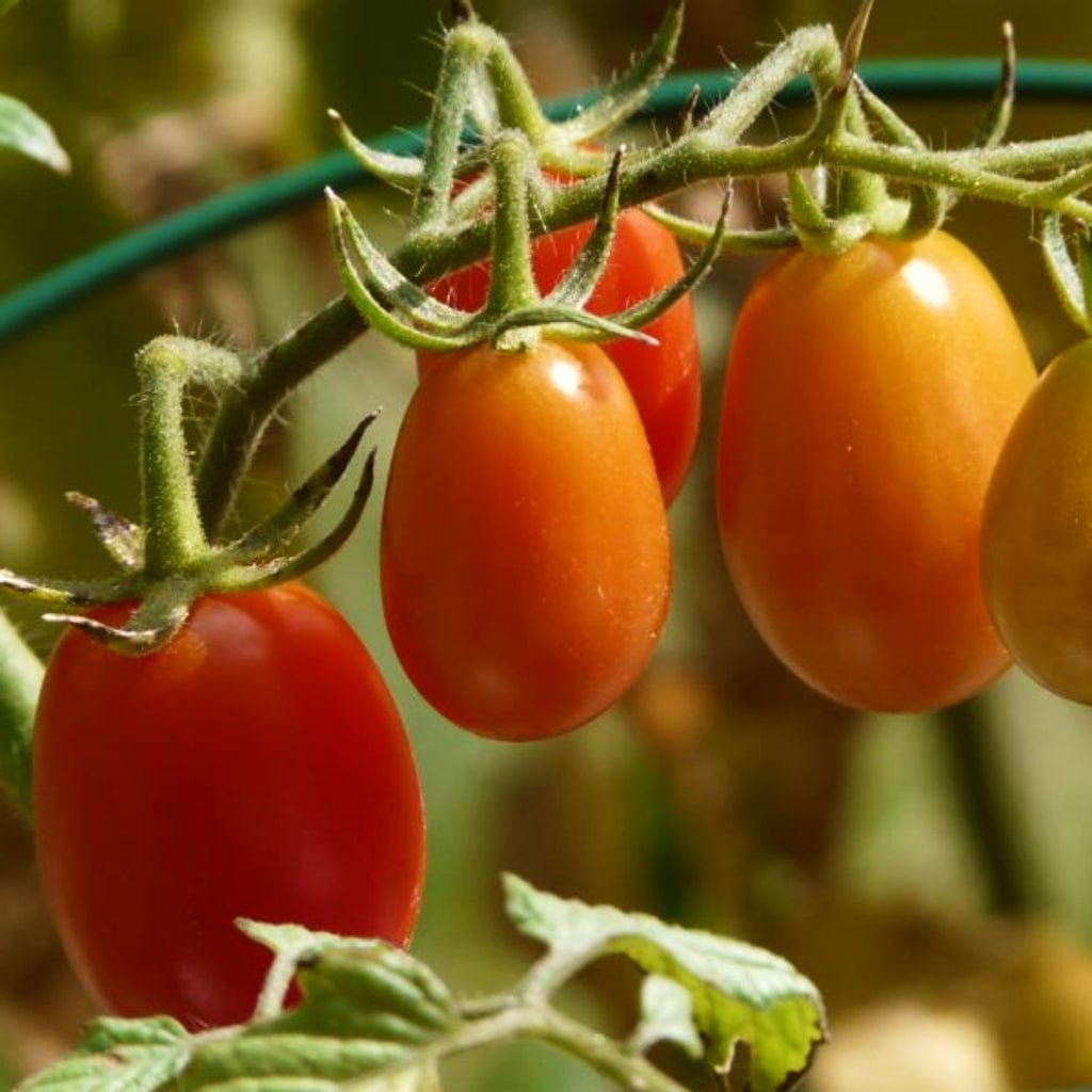 'Roma' Tomato Plant