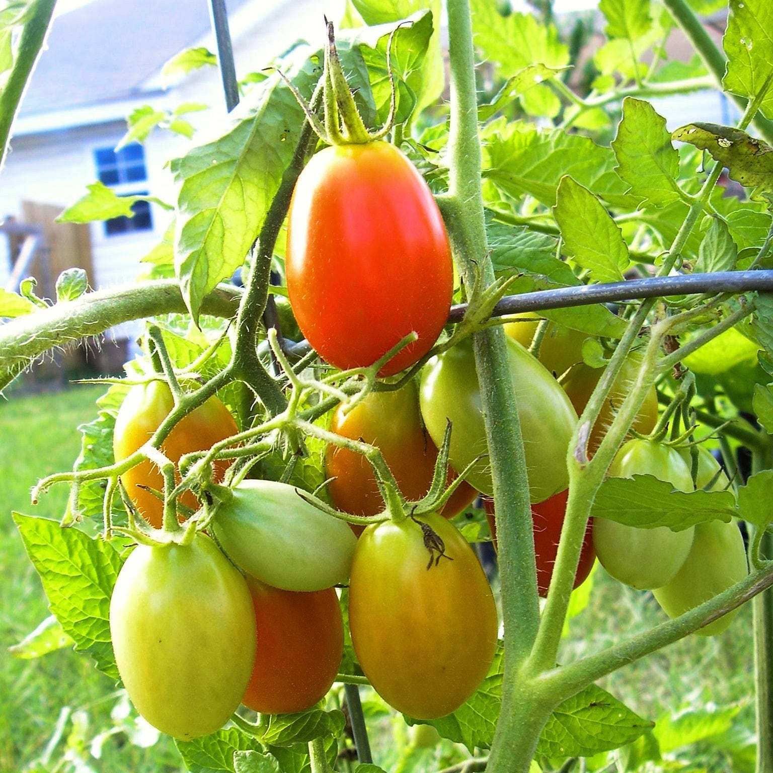 'Roma' Tomato Plant