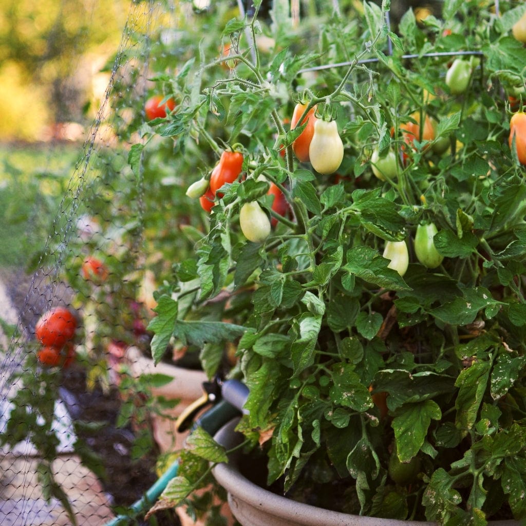 'Roma' Tomato Plant