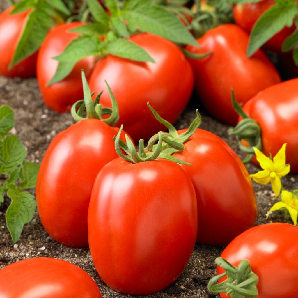 'Roma' Tomato Plant