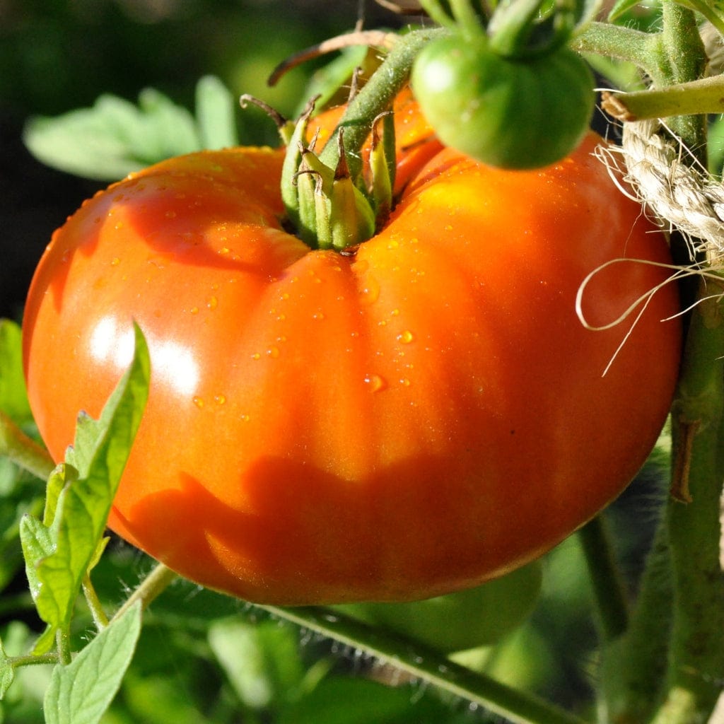 'Beefmaster' Tomato Plant