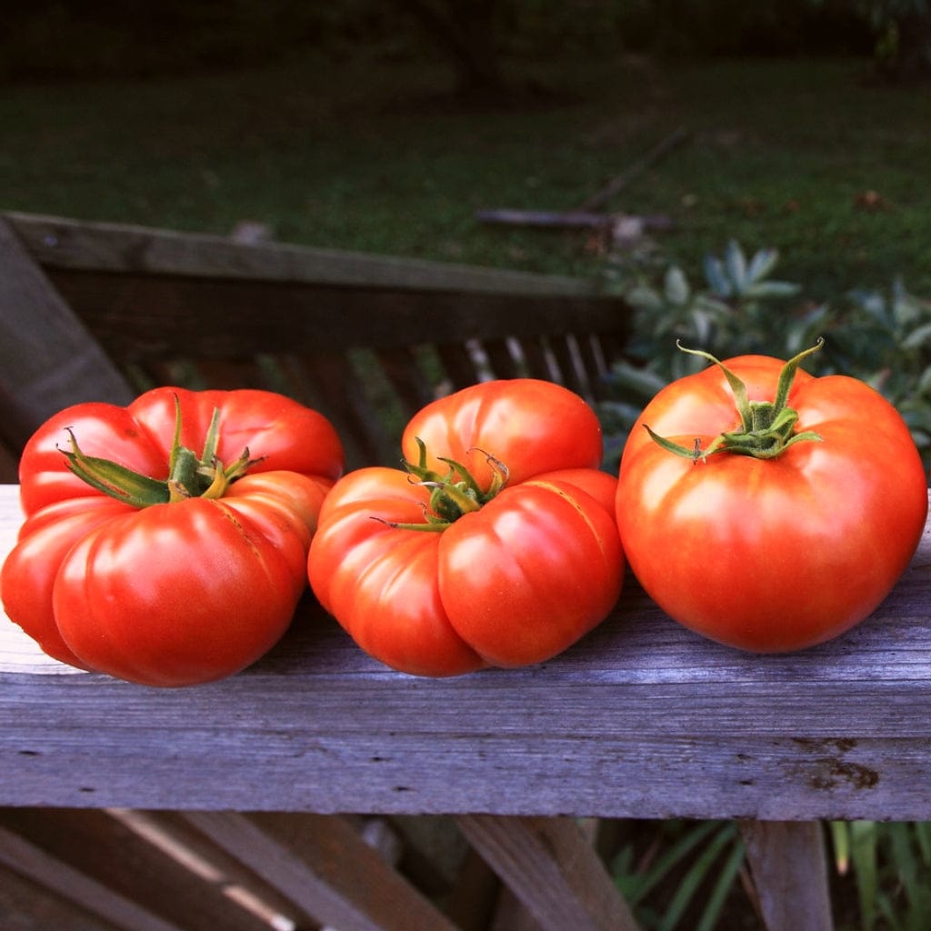 'Beefmaster' Tomato Plant