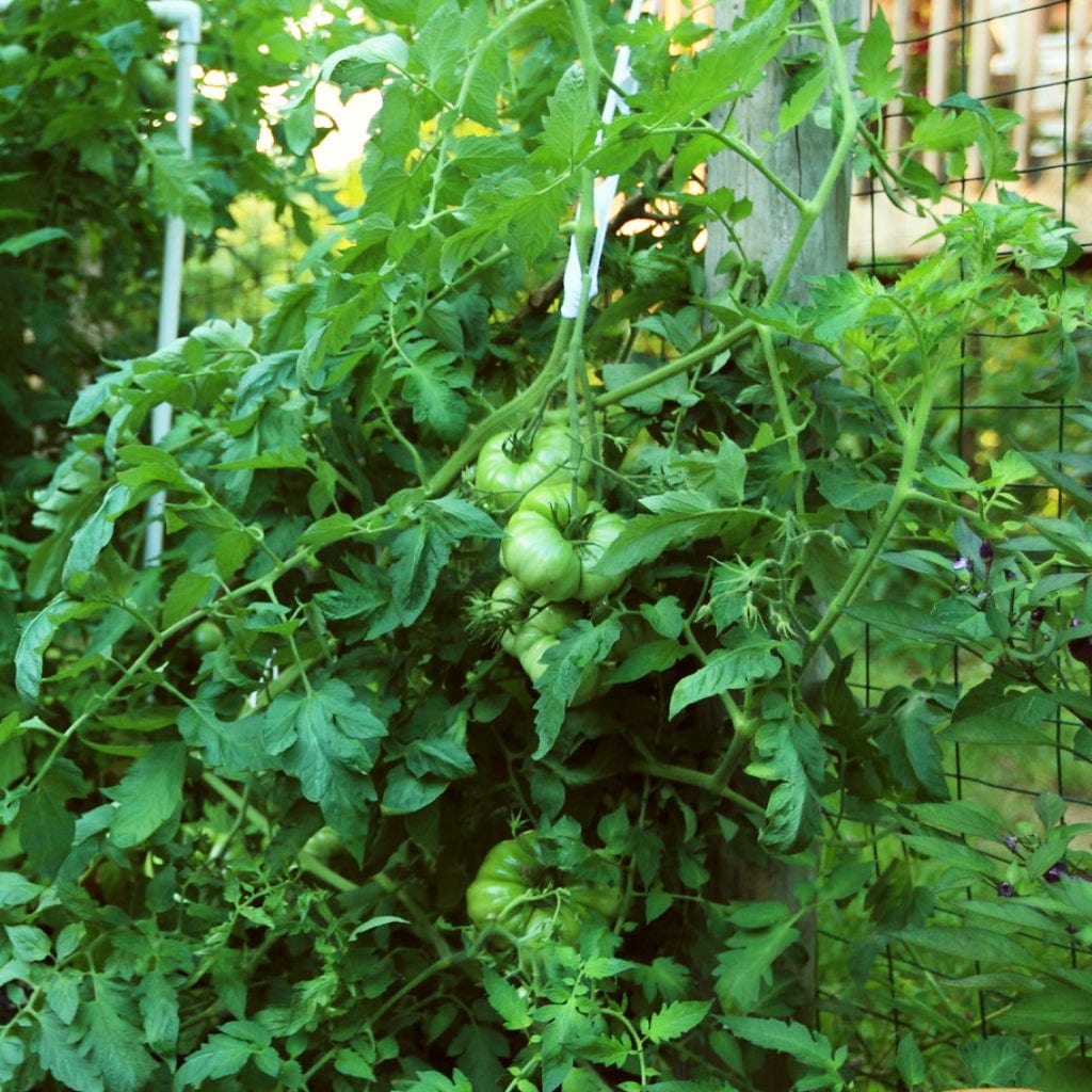 'Beefmaster' Tomato Plant