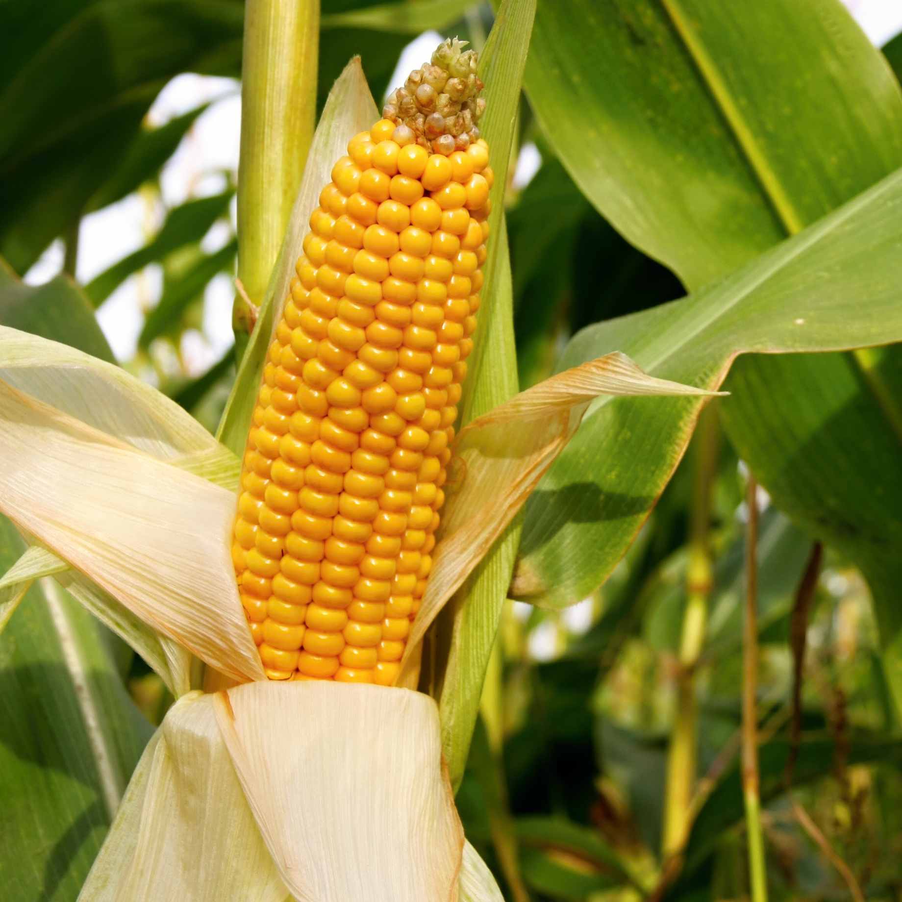 'Earlibird' Extra Sweet Sweetcorn Plants