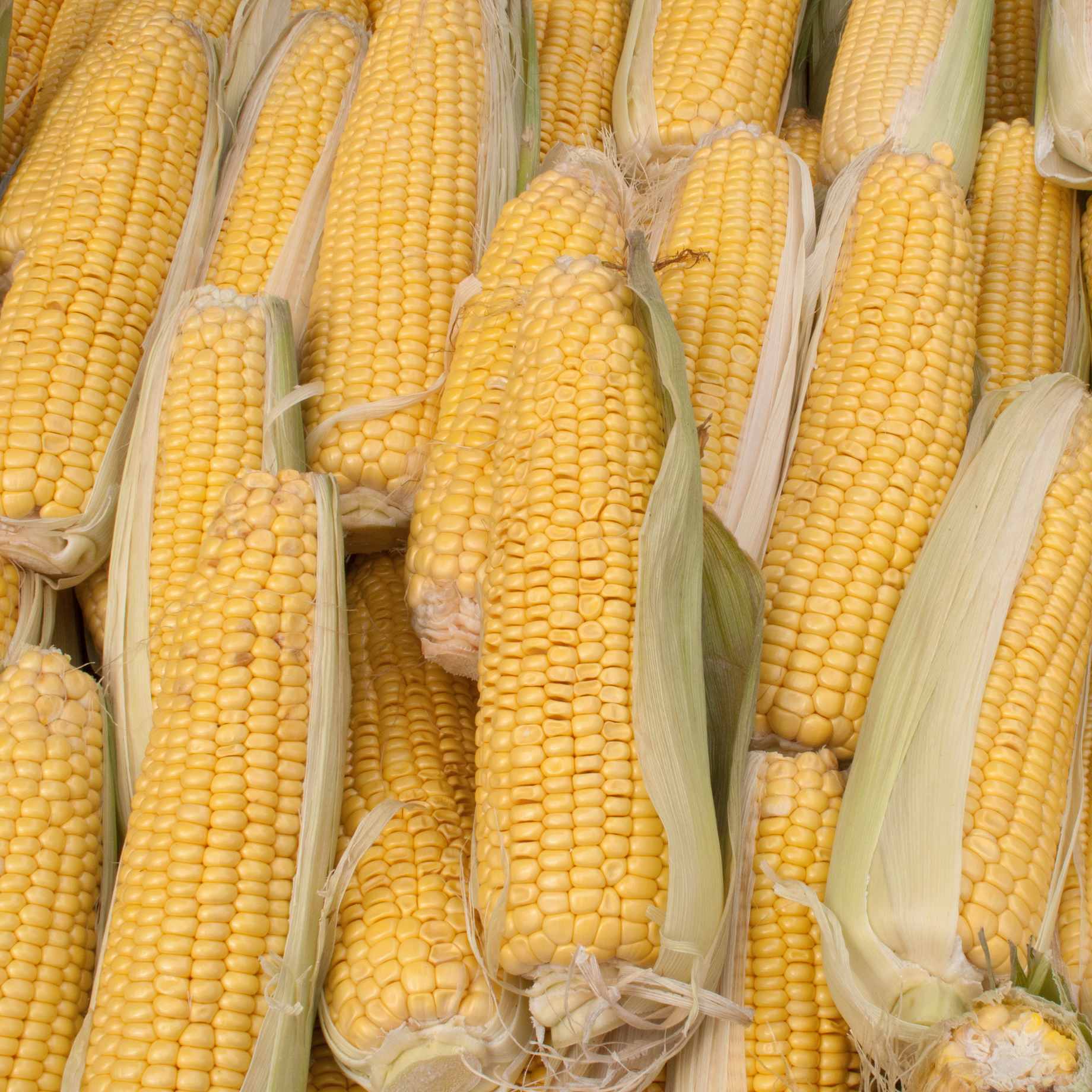 'Earlibird' Extra Sweet Sweetcorn Plants