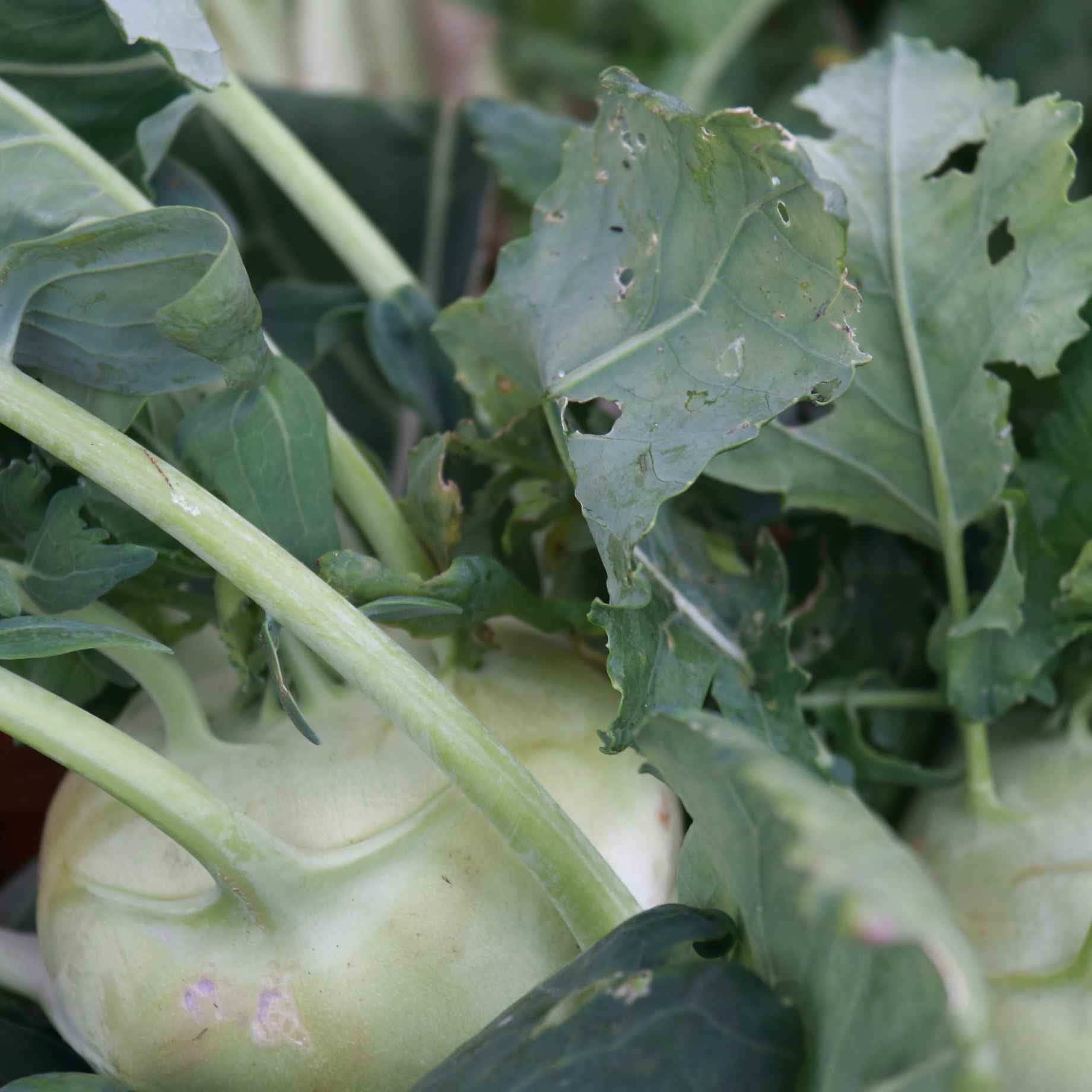 'Marian' Swede Plants