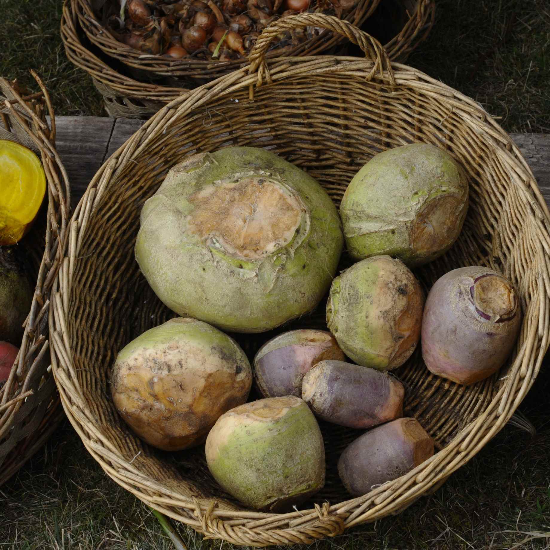 'Marian' Swede Plants