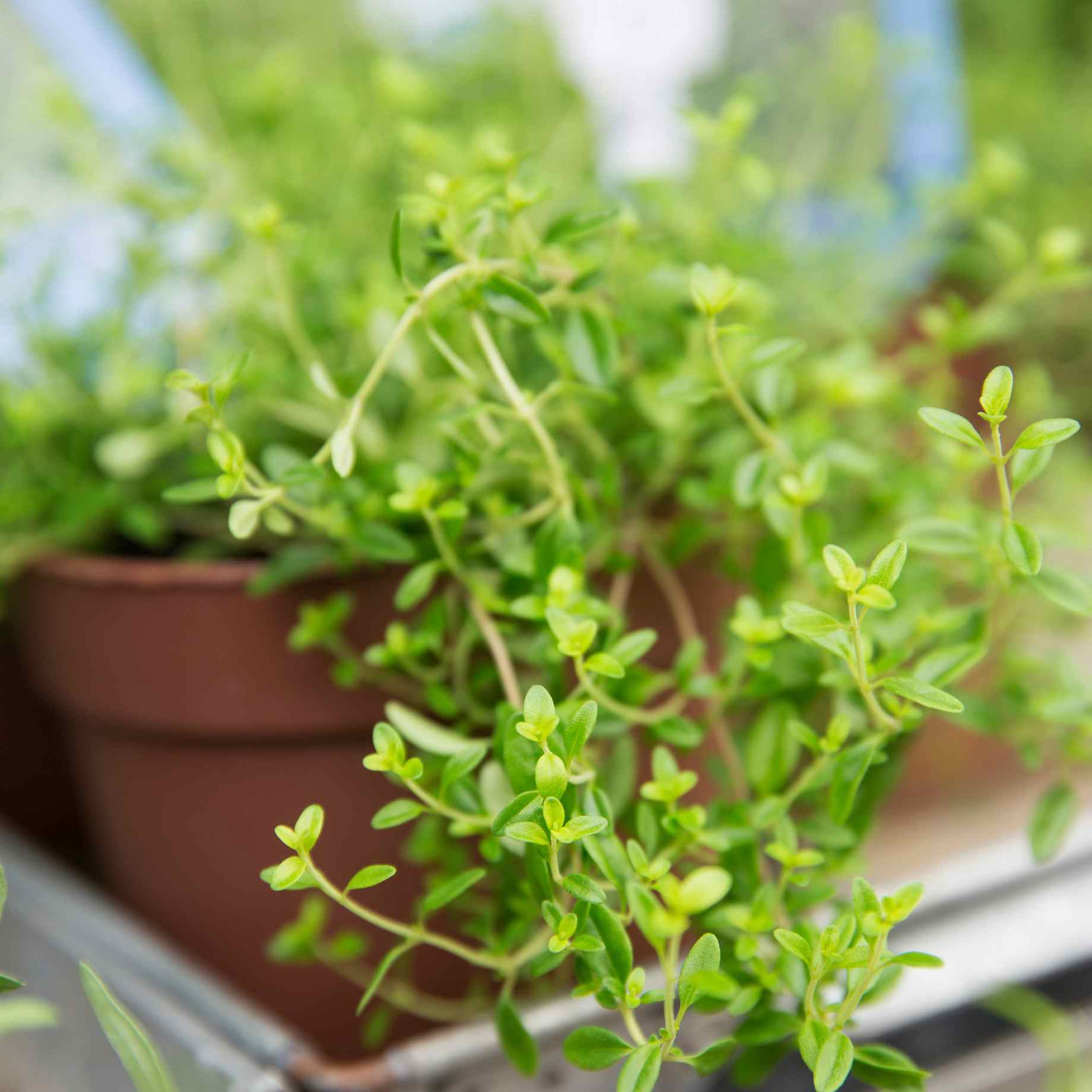 'Hot & Spicy' Oregano Plant
