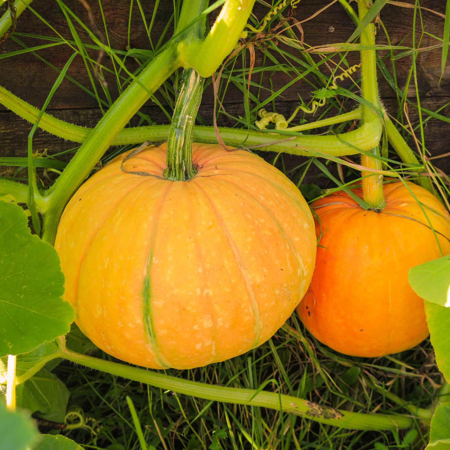 'Jack O'Lantern' Pumpkin Plant