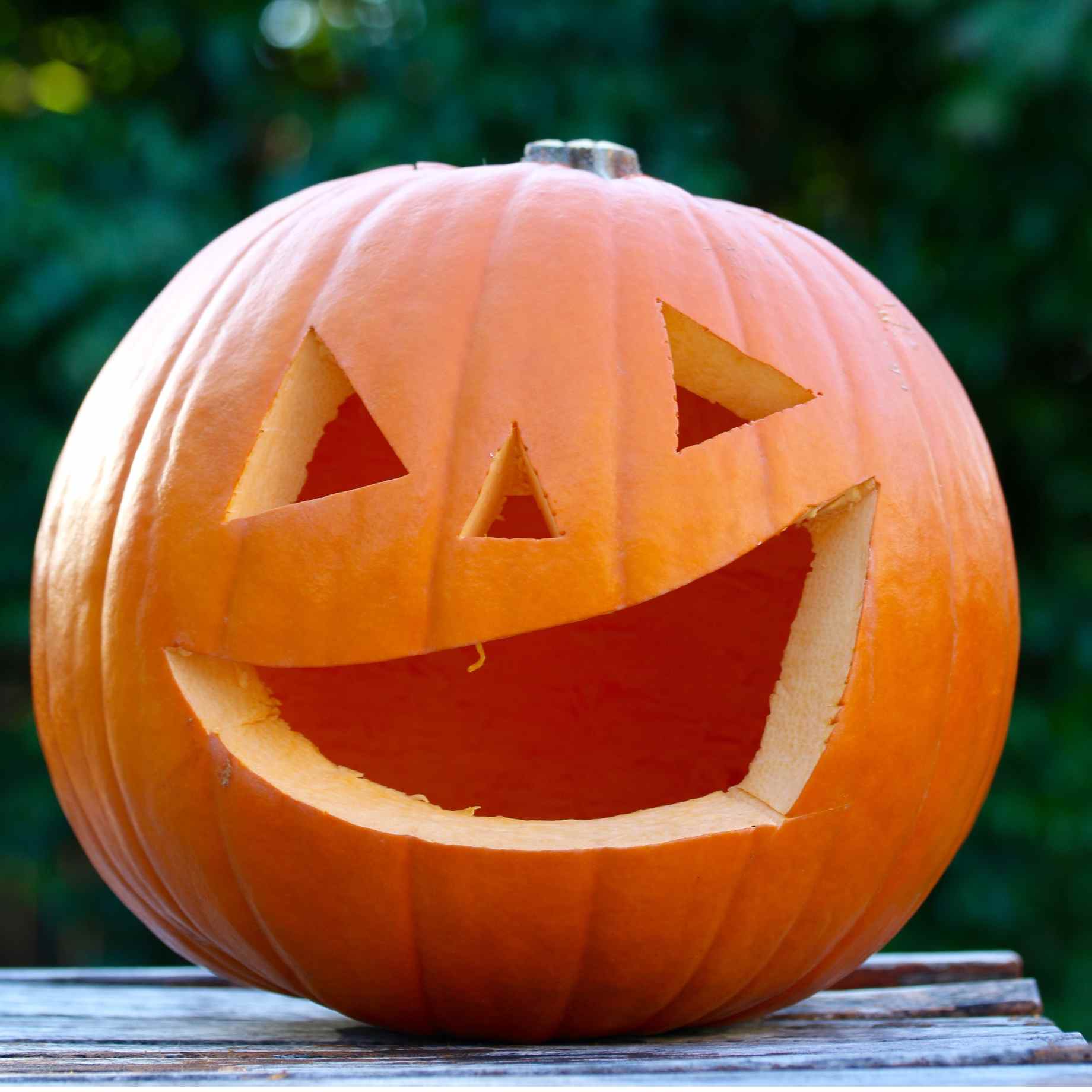 'Jack O'Lantern' Pumpkin Plant
