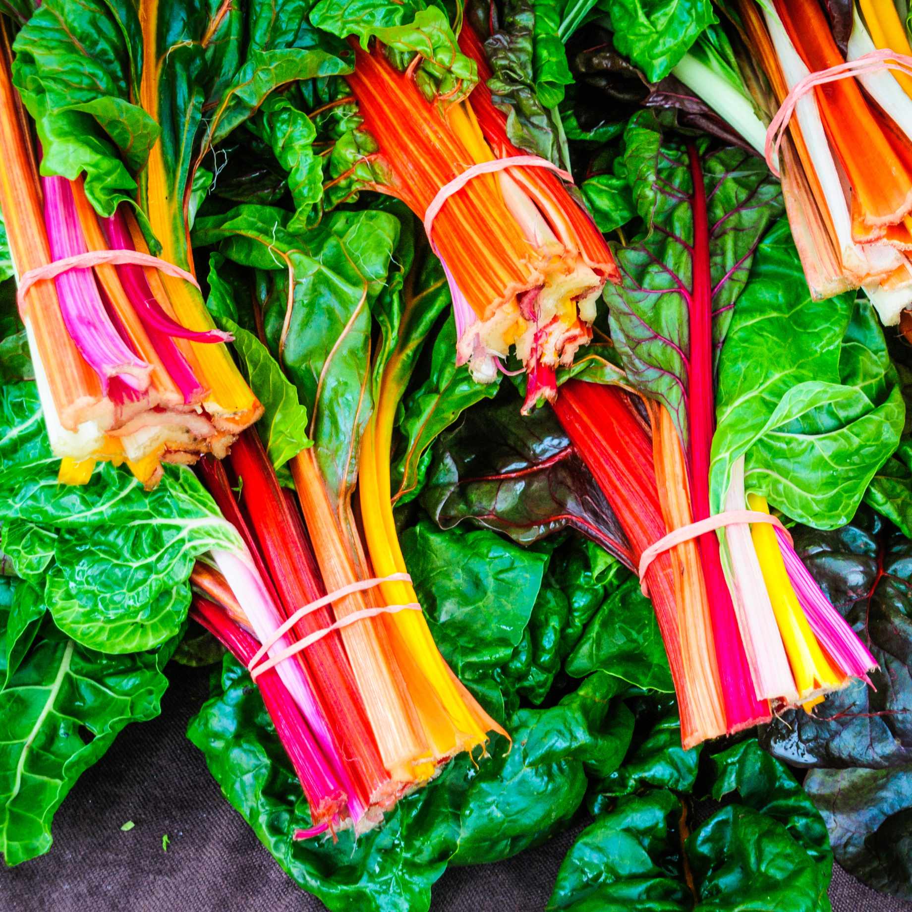 'Bright Lights' Swiss Chard Plants