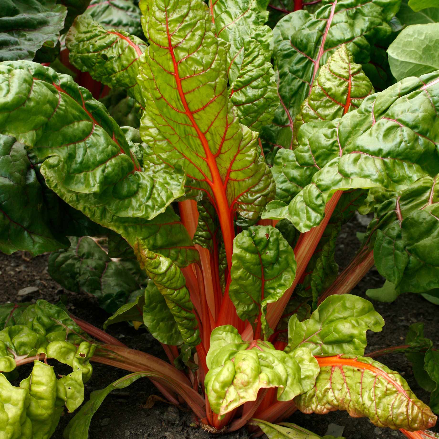 'Bright Lights' Swiss Chard Plants