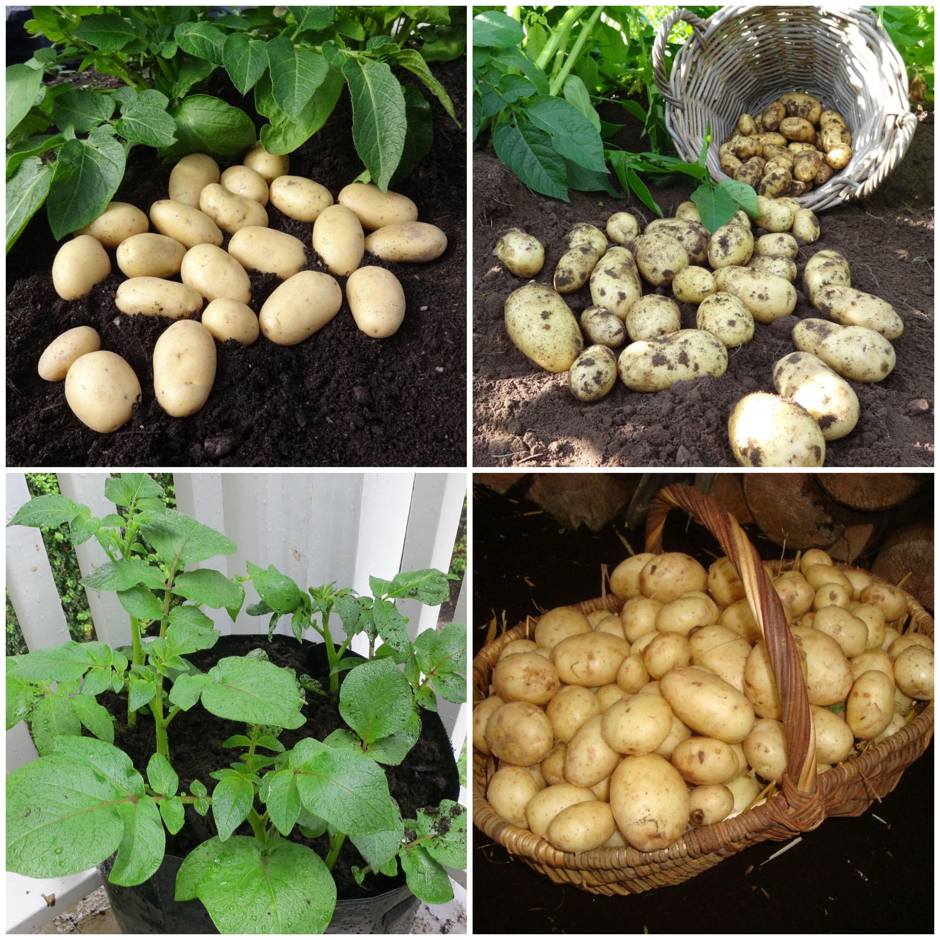 Growers' Choice