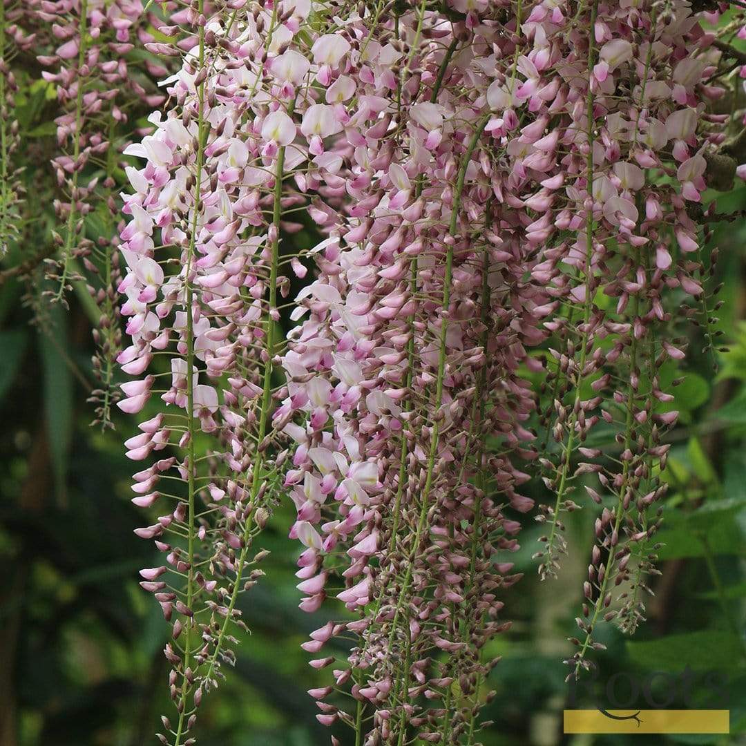 Wisteria floribunda 'Rosea'