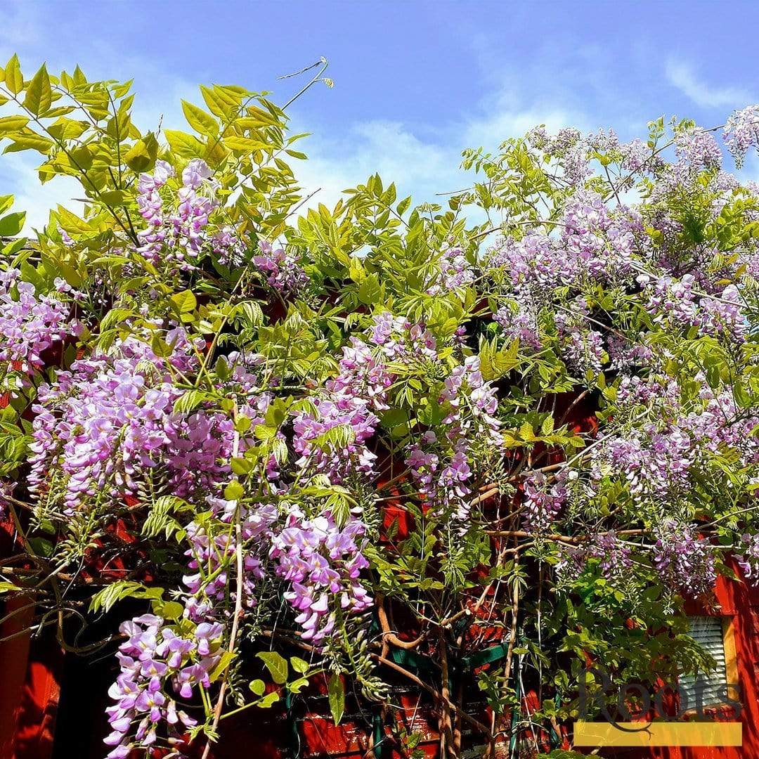 Wisteria floribunda 'Rosea'