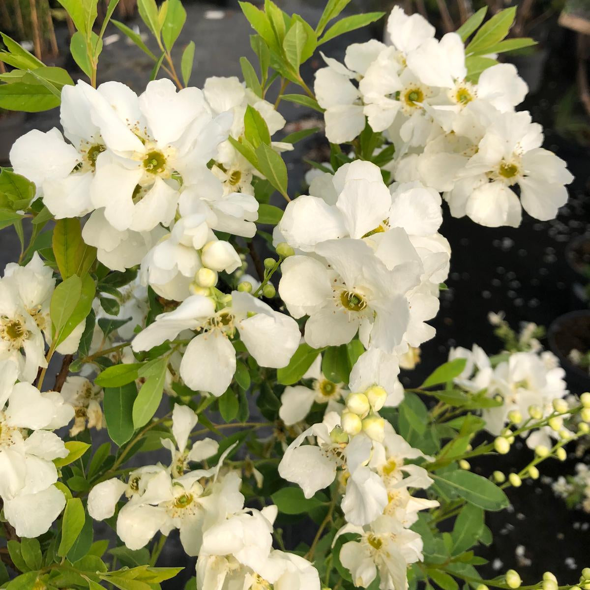 Exochorda x Macrantha Lotus Moon 12 Litre Pot 80/100cm