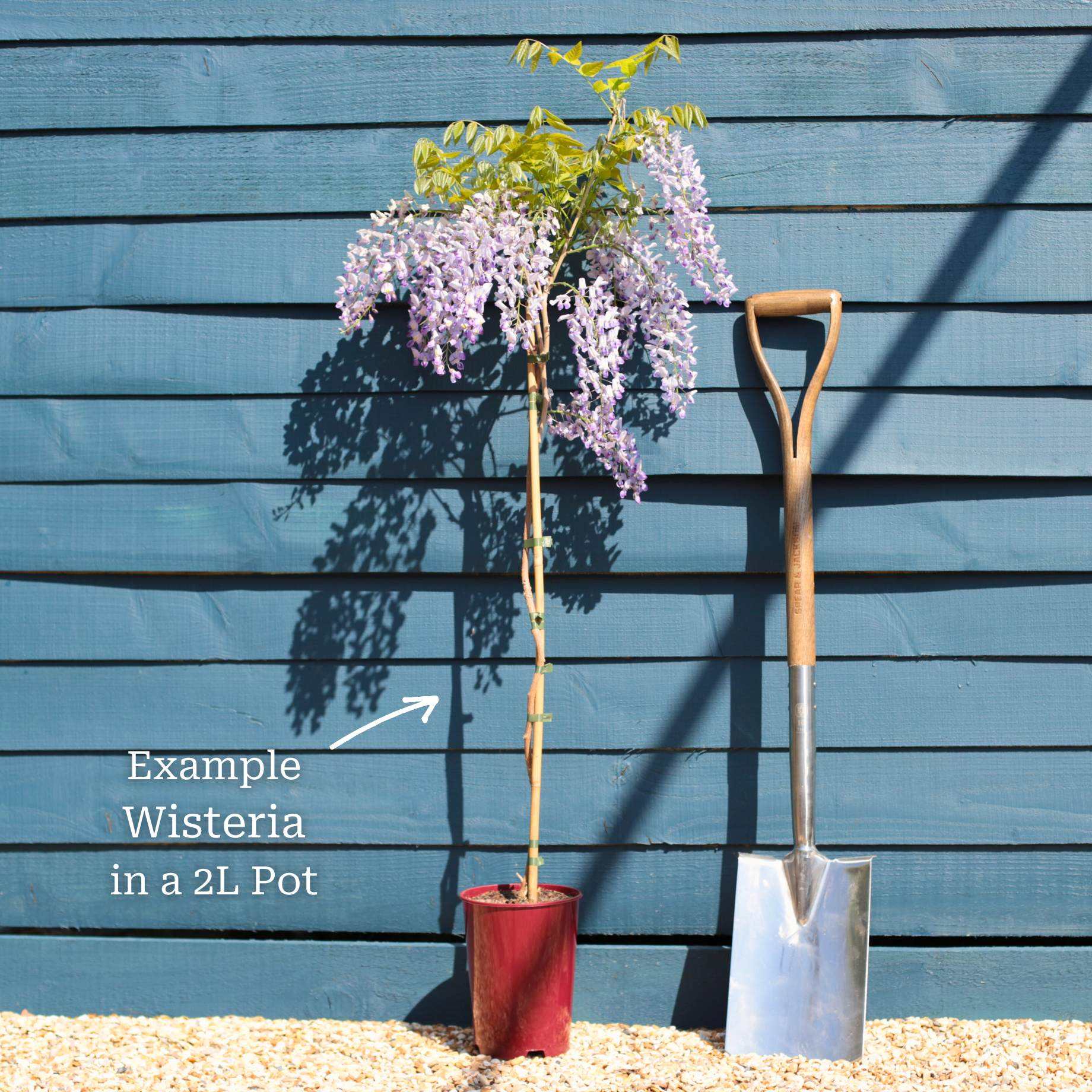 Wisteria sinensis