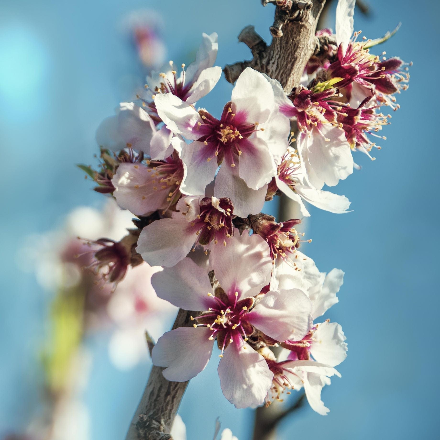 Prunus dulcis 'Robijn'