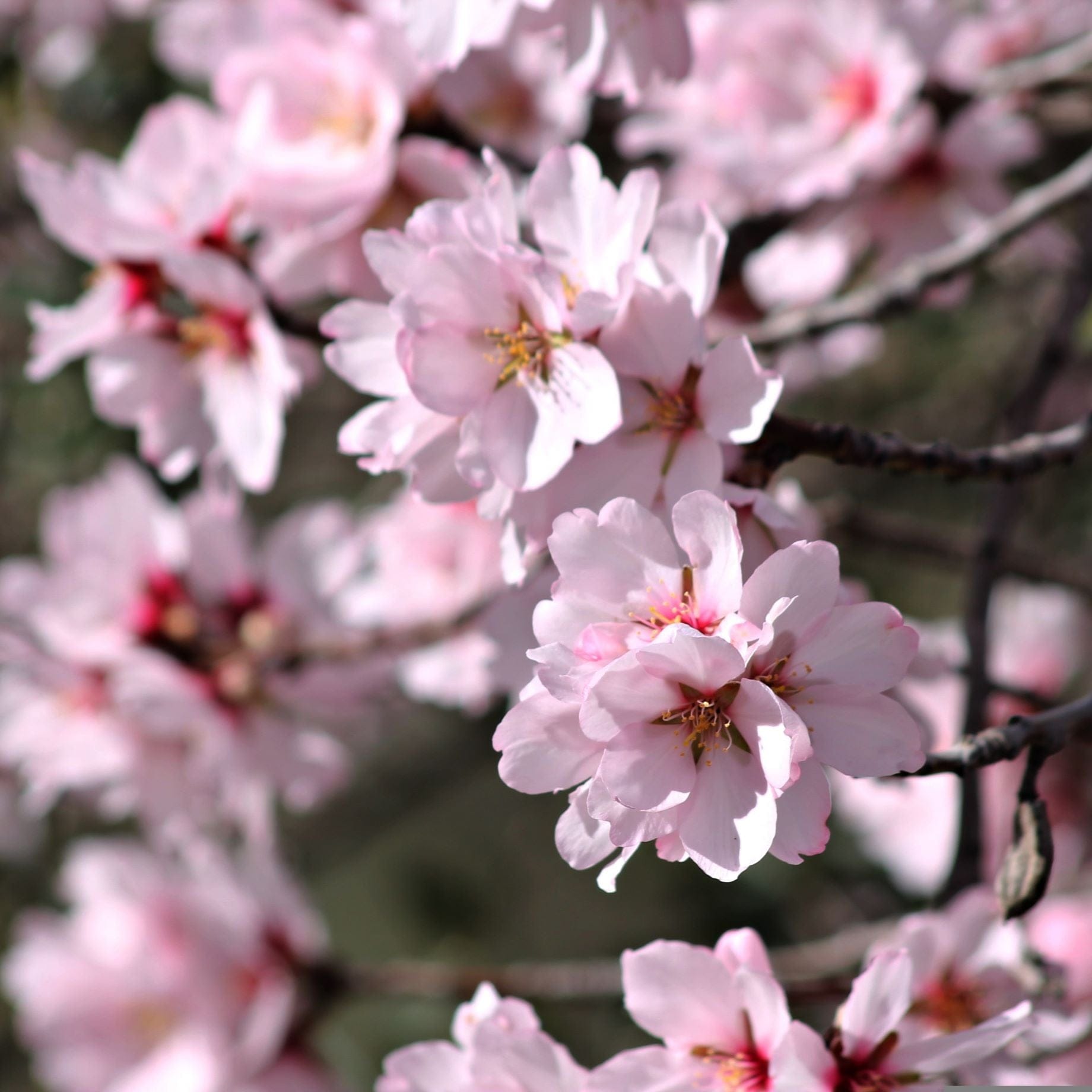 Prunus dulcis