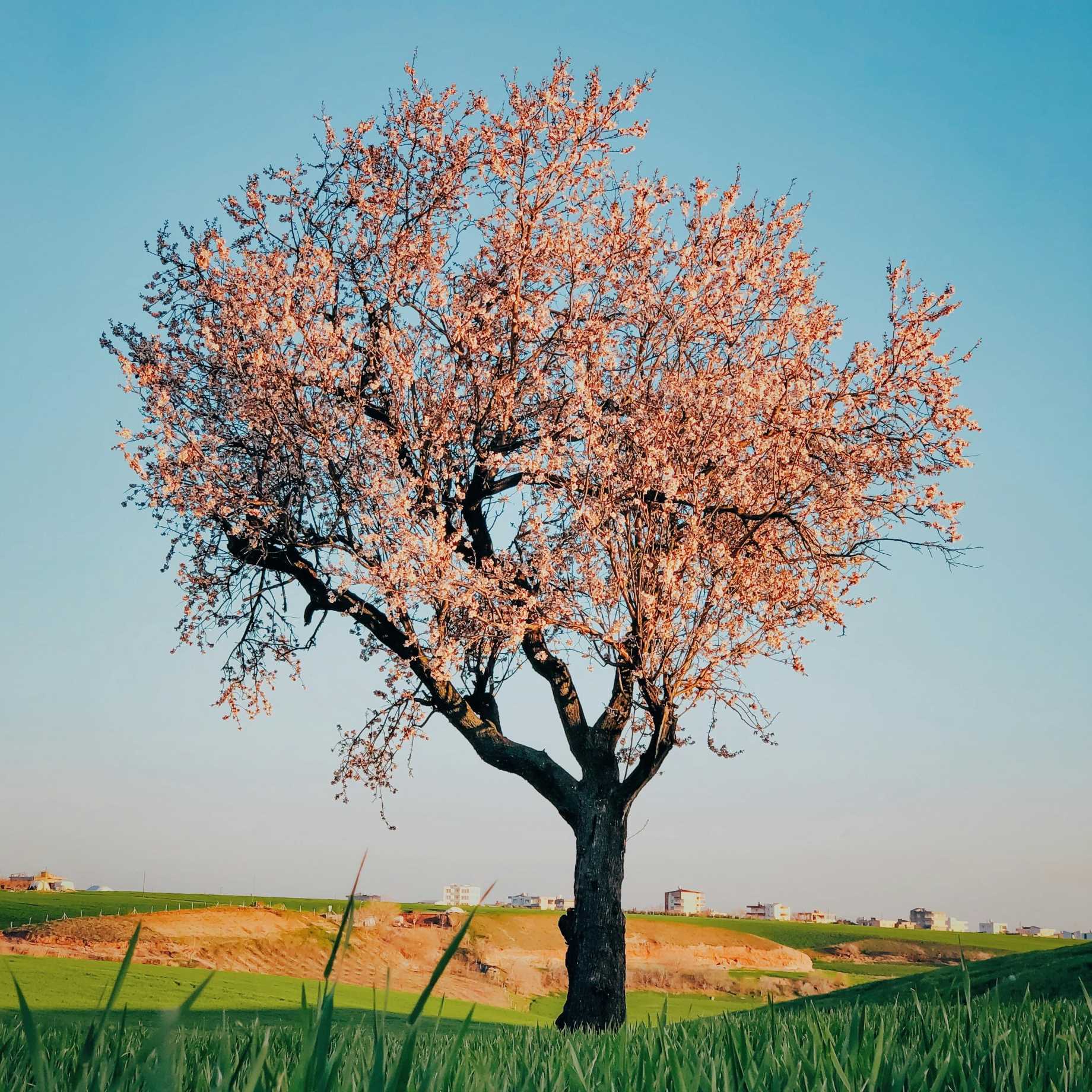 Prunus dulcis