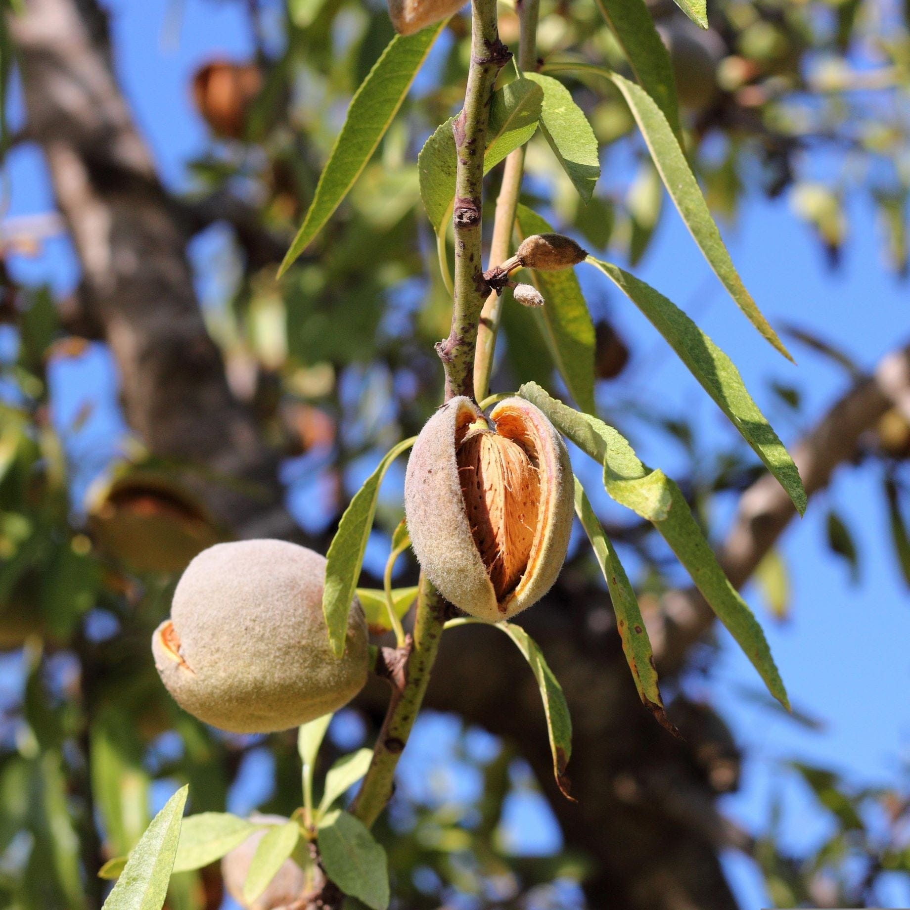 Prunus dulcis 'Robijn'