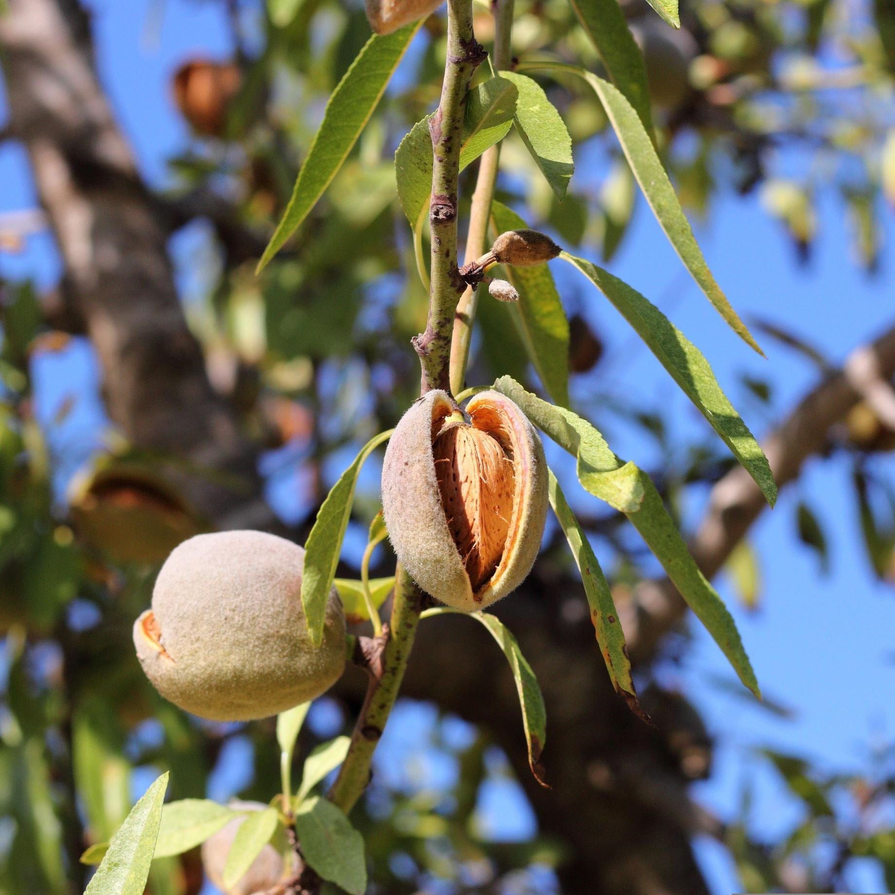 Prunus dulcis