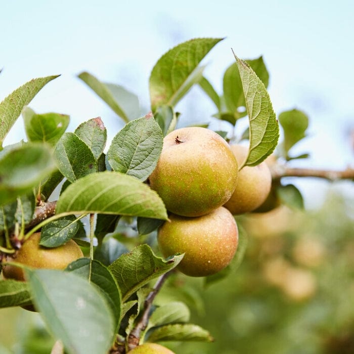 'Ashmead's Kernel' Apple Tree