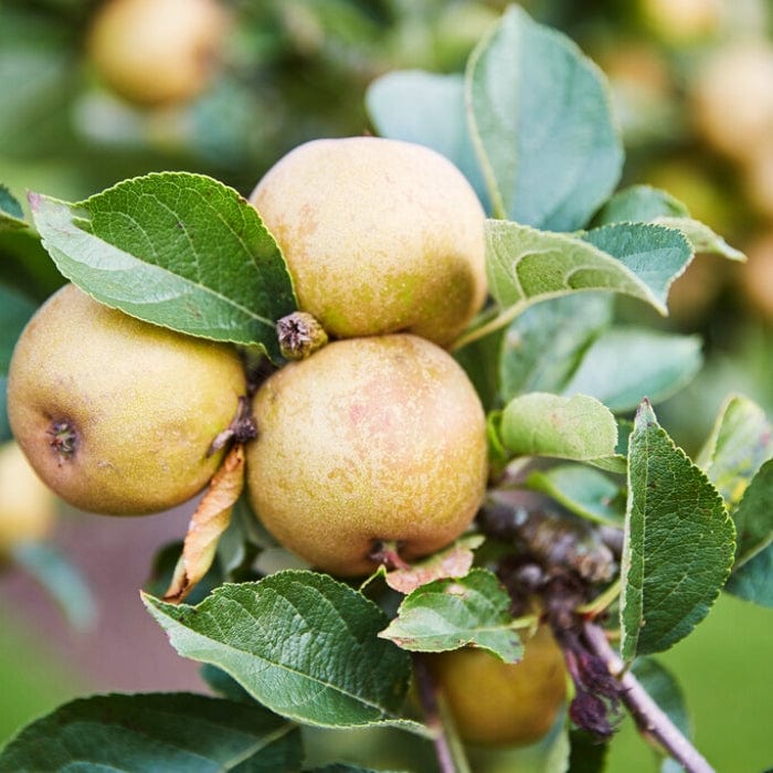 'Ashmead's Kernel' Apple Tree