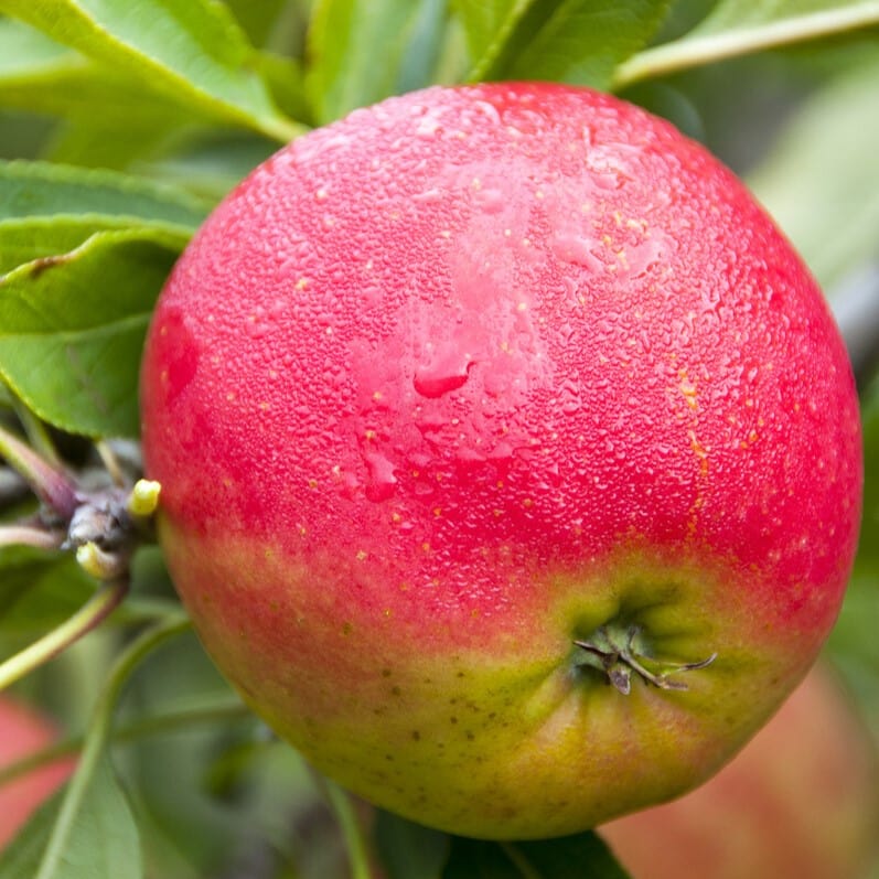 'Falstaff' Apple Tree
