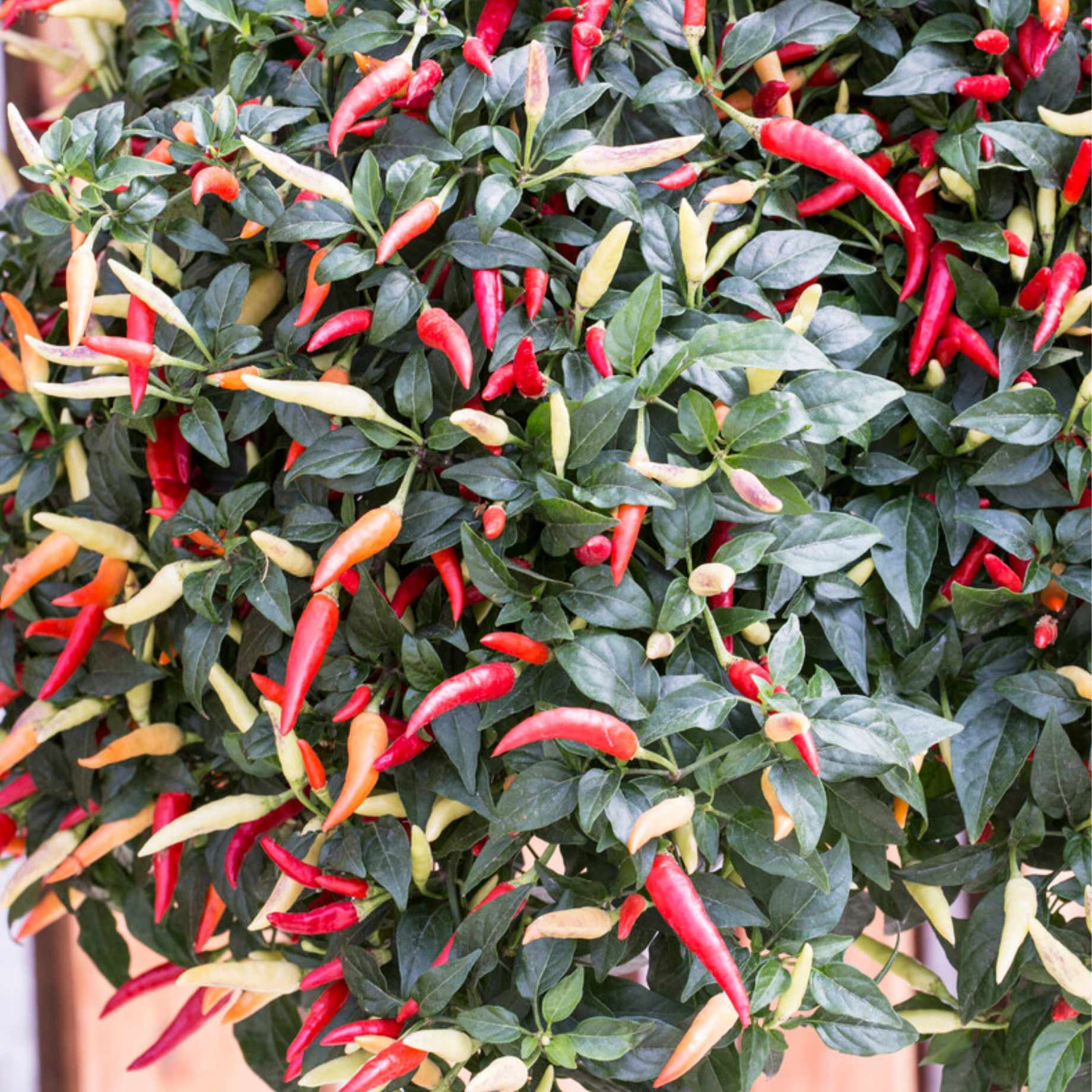 'Basket of Fire' Chilli Pepper Plant