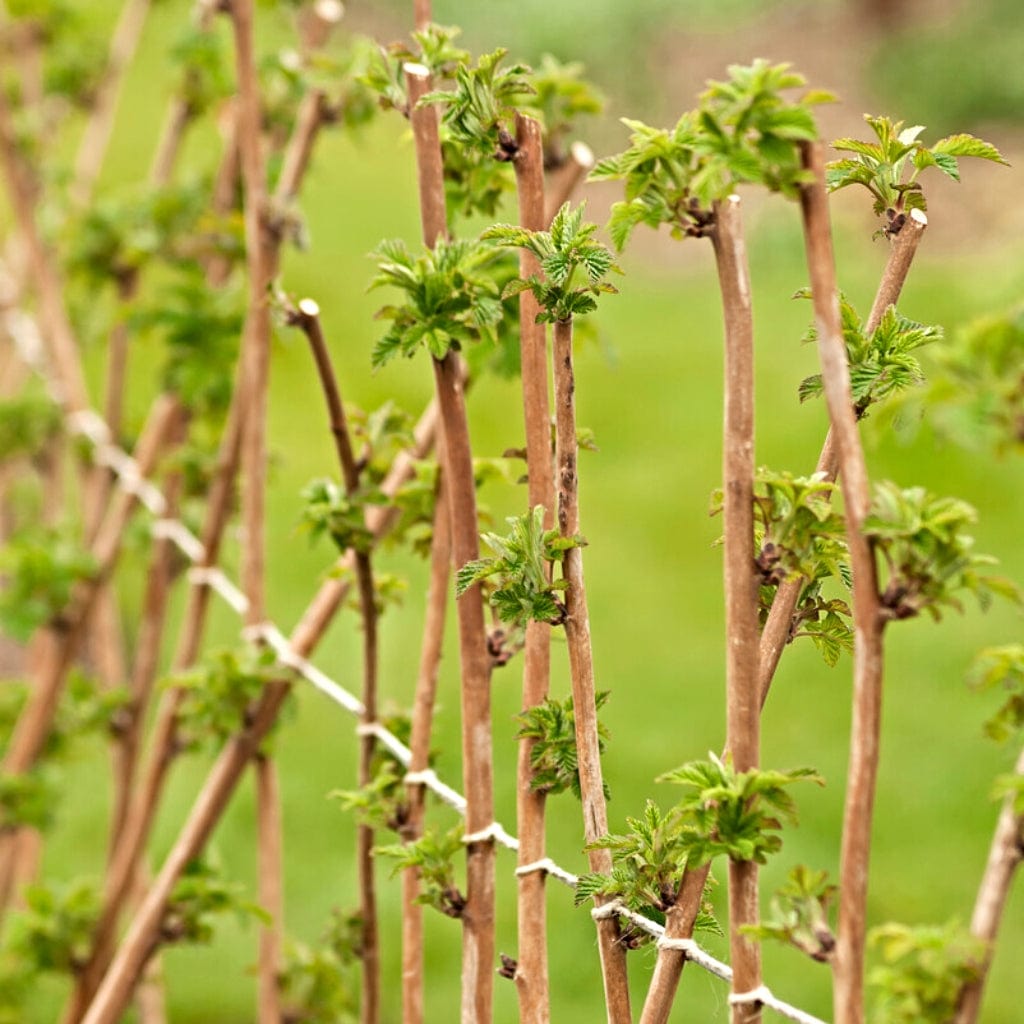 Growers' Choice