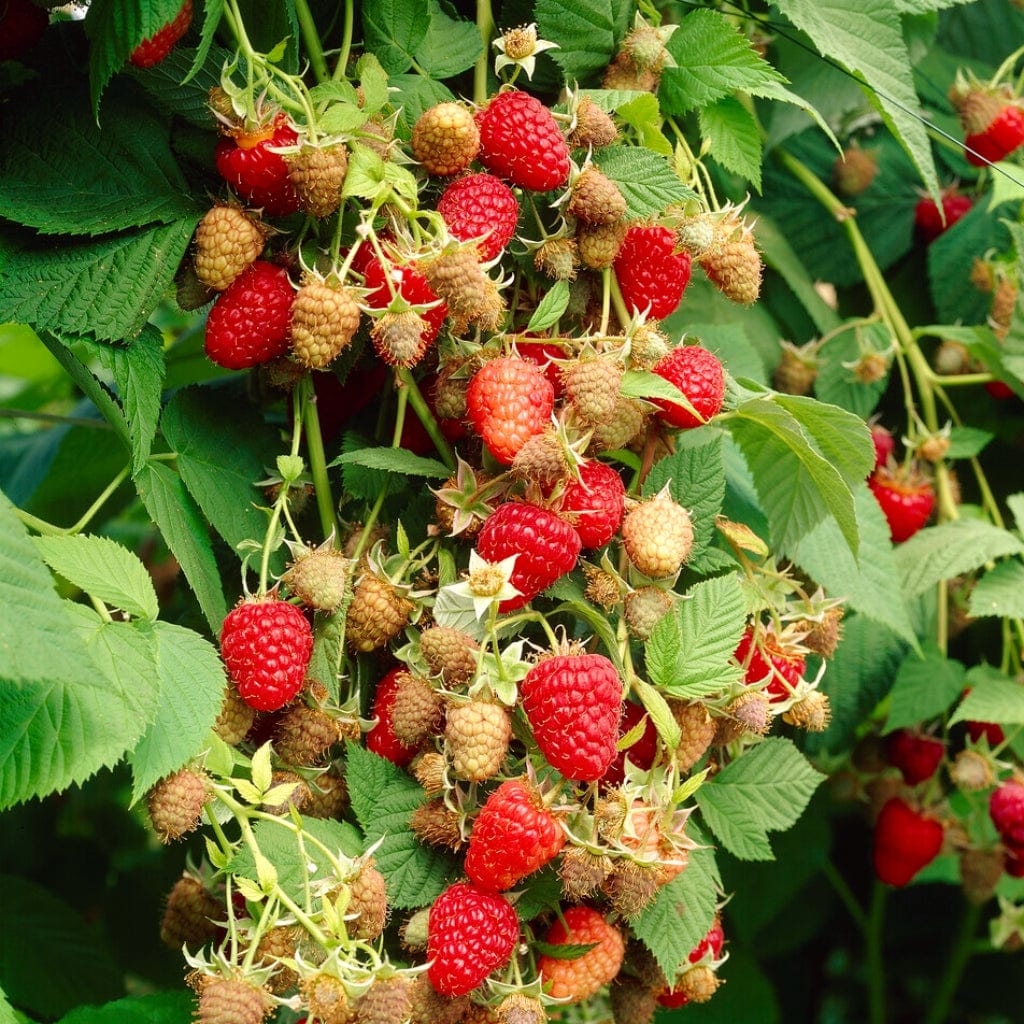 Growers' Choice