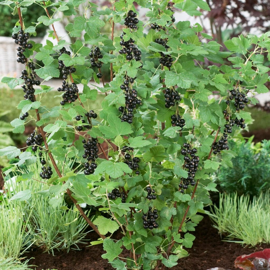 'Big Ben' Blackcurrant Bush
