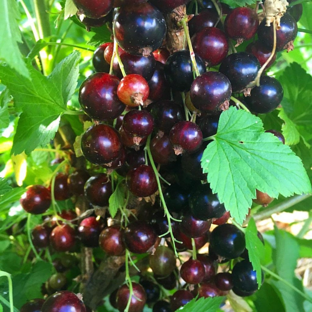 'Big Ben' Blackcurrant Bush