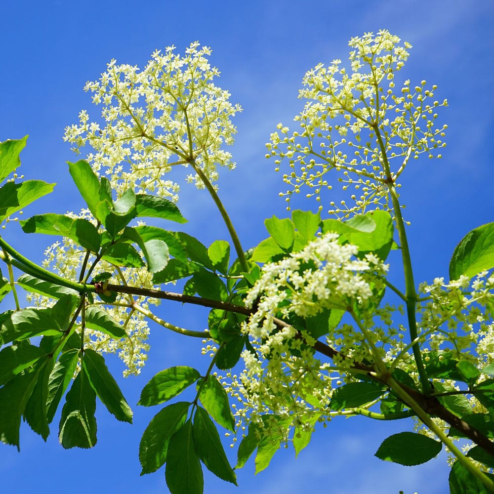 Sambucus nigra