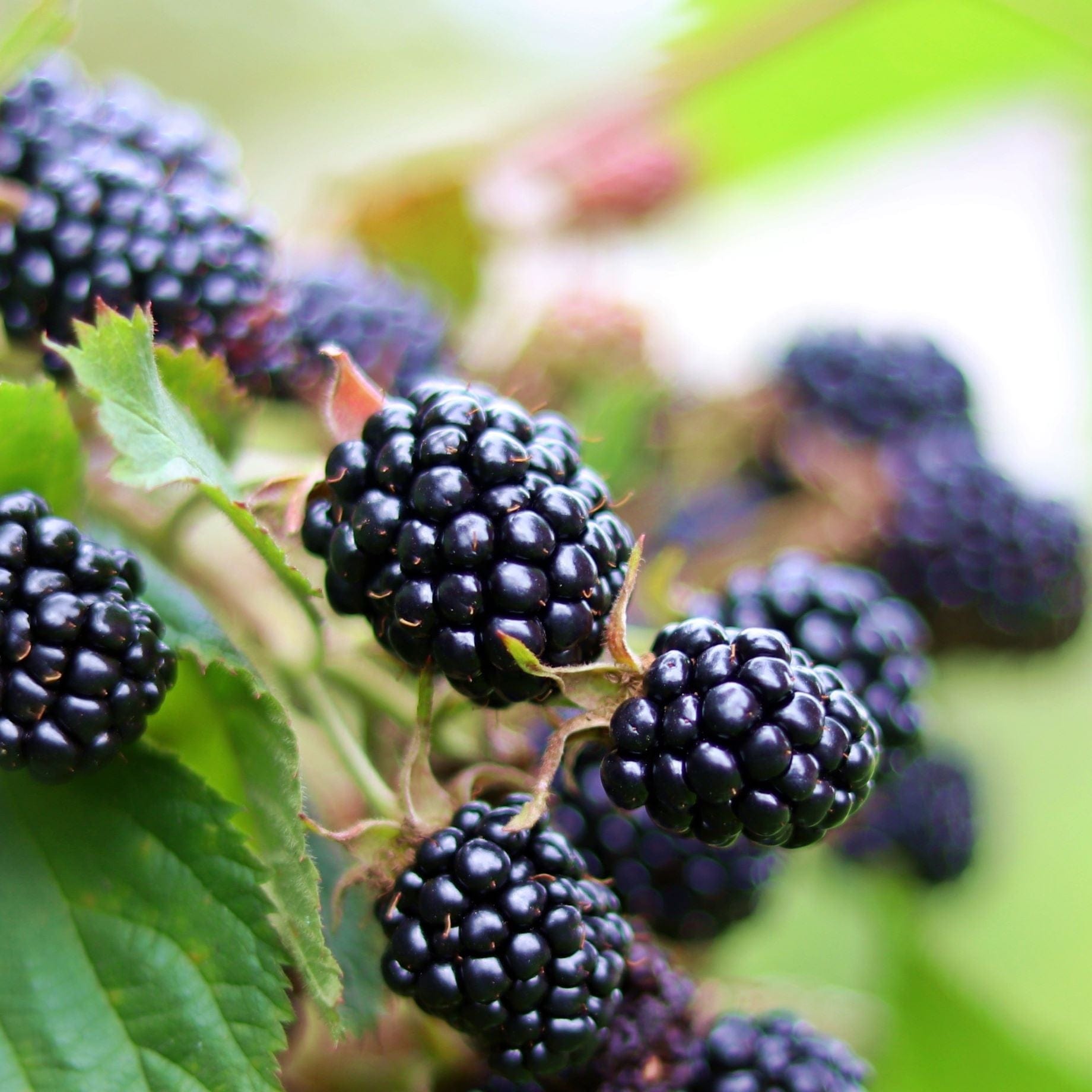 'Loch Maree' Blackberry Plants