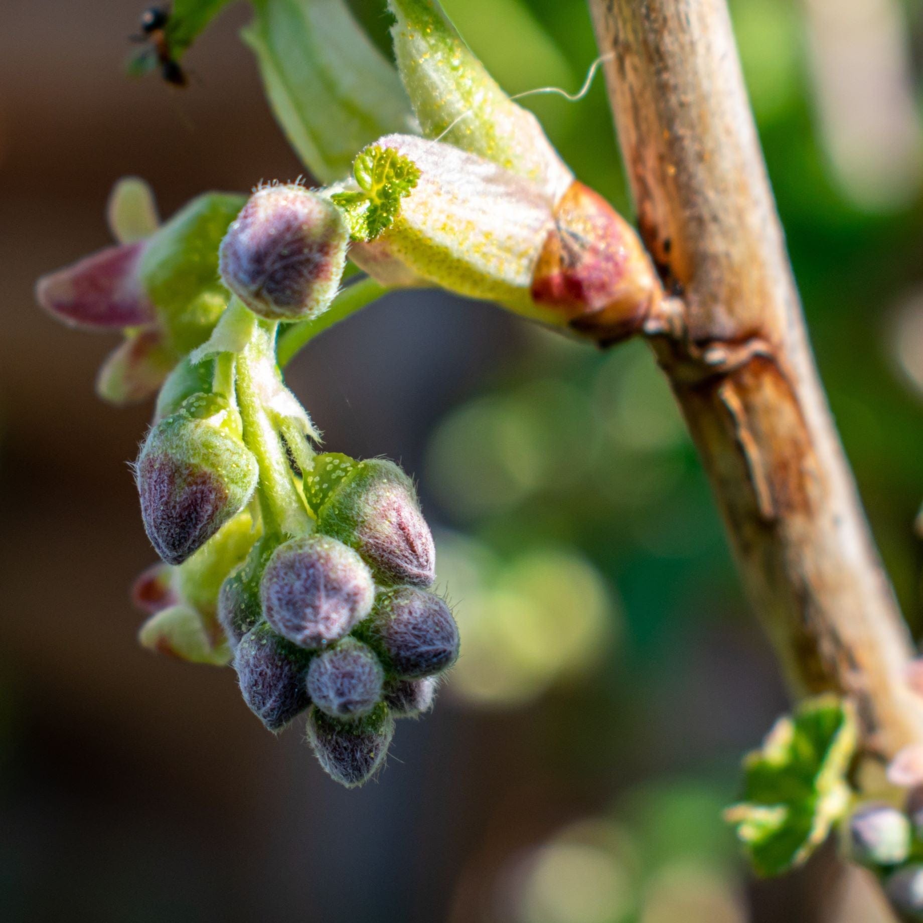 'Titania' Blackcurrant Bush
