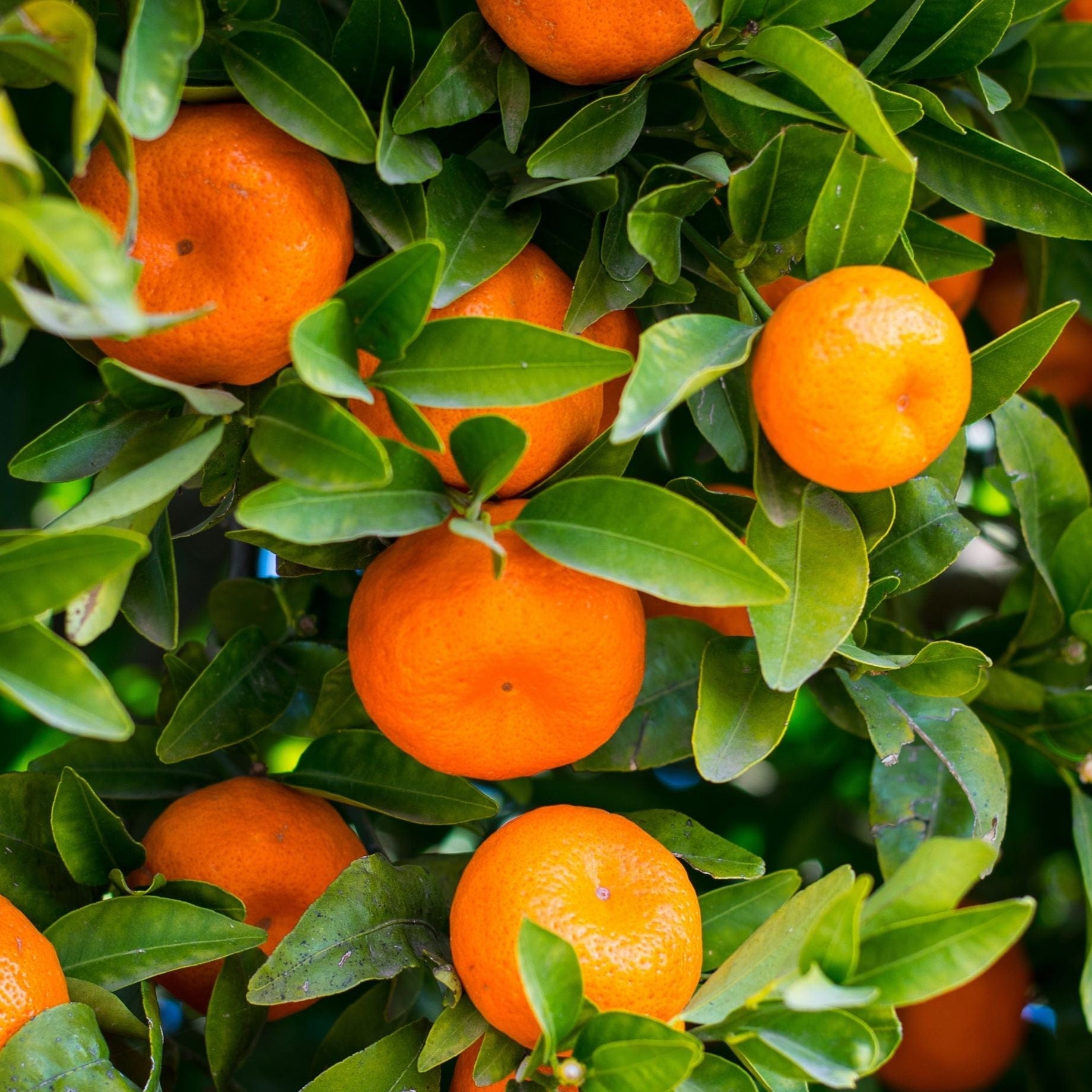 Citrus sinensis