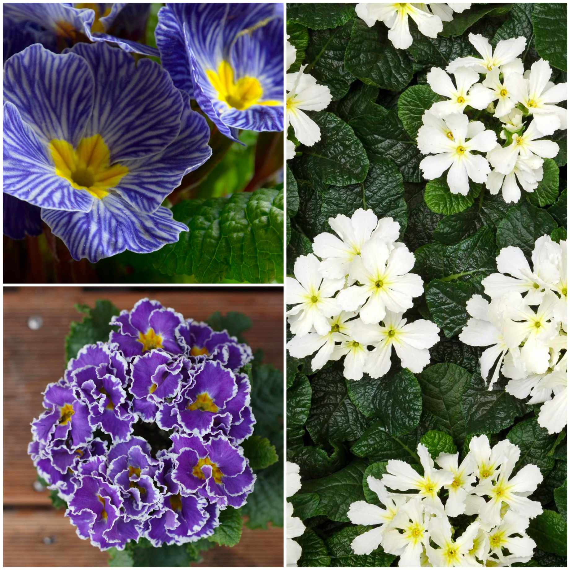 Blue & Purple Primrose Collection