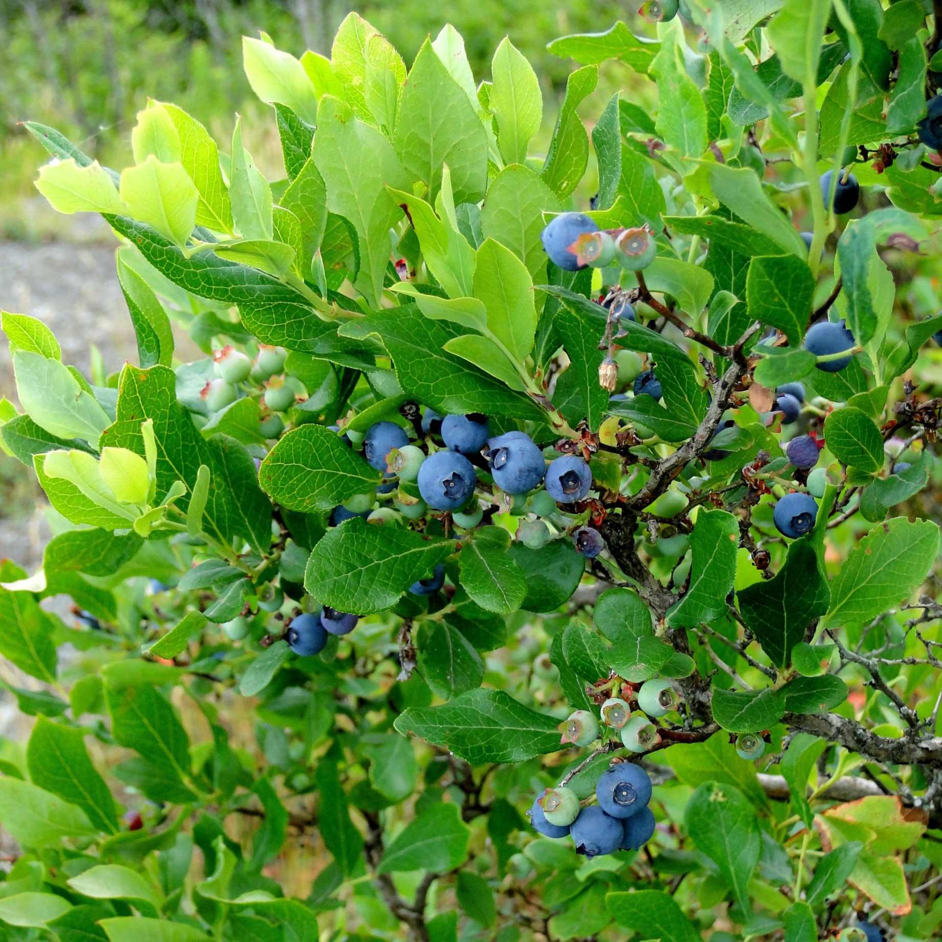 'Duke' Blueberry Bush