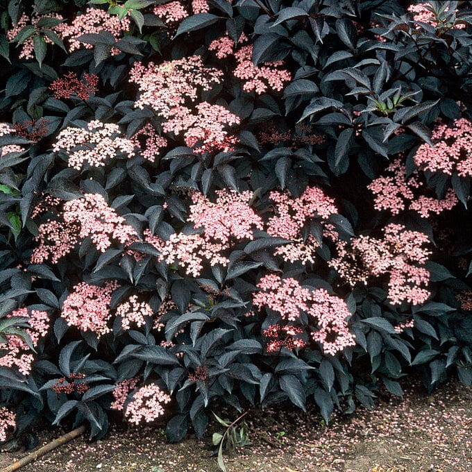 Sambucus nigra 'Black Beauty'
