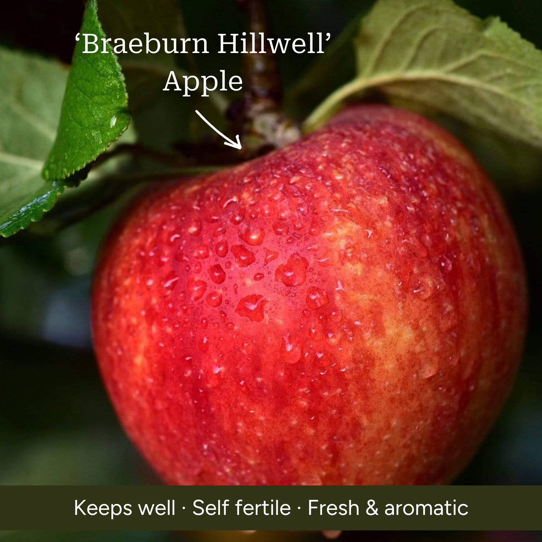 Espalier Apple Tree