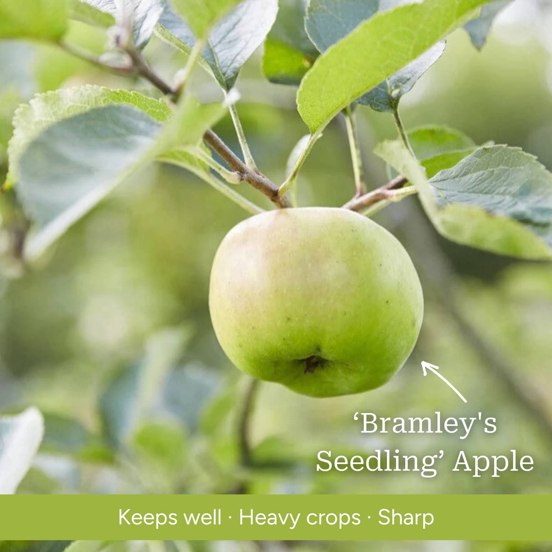 Espalier Apple Tree