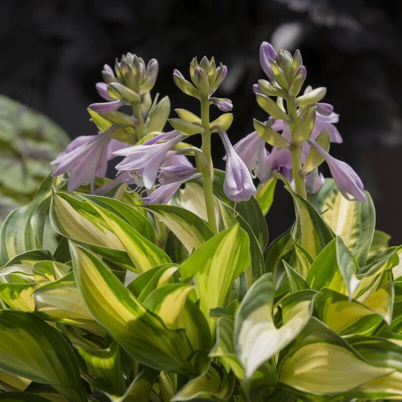 Hosta 'Lakeside Little Tuft'