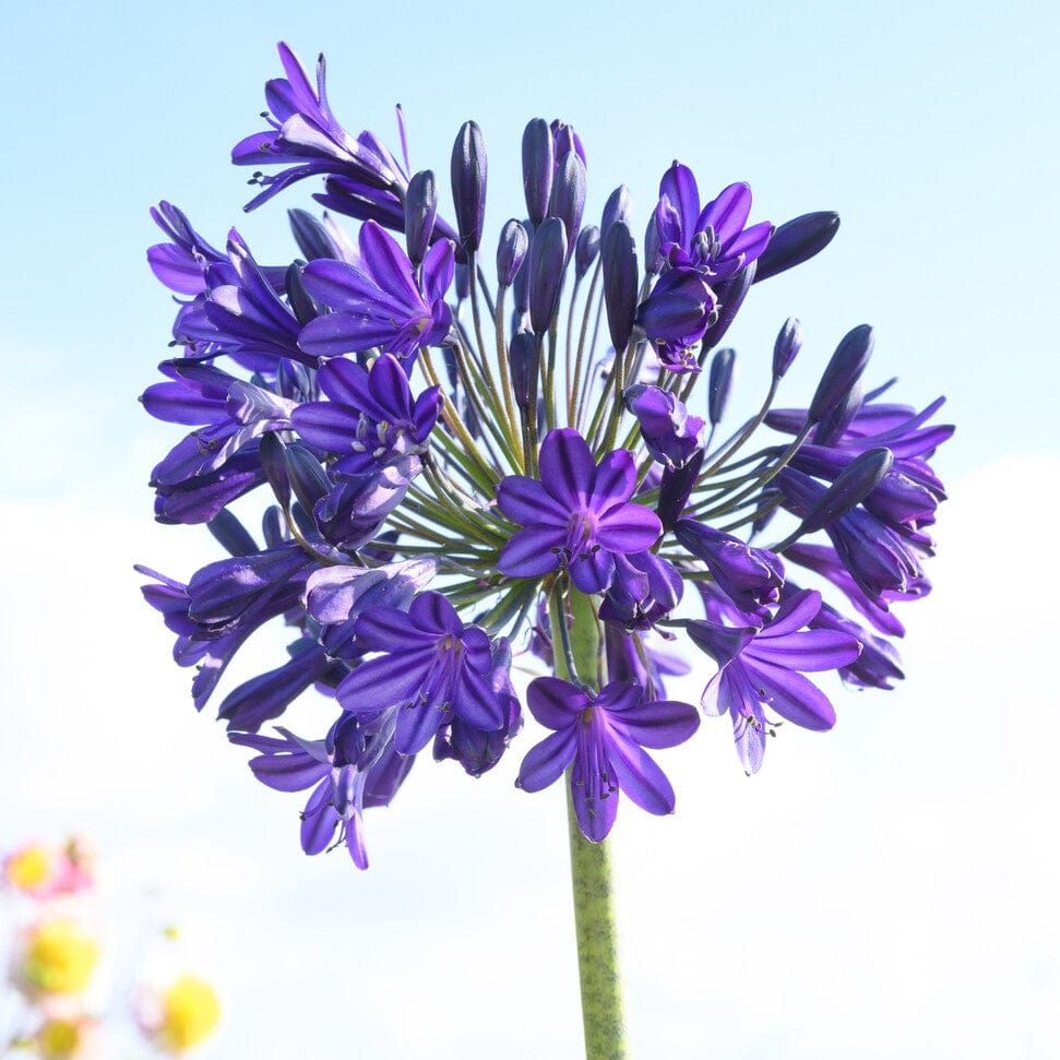 Agapanthus 'Royal Velvet'